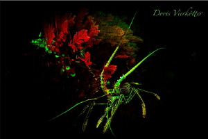 Lobster @Reef Fluo Dive by Doris Vierkötter 